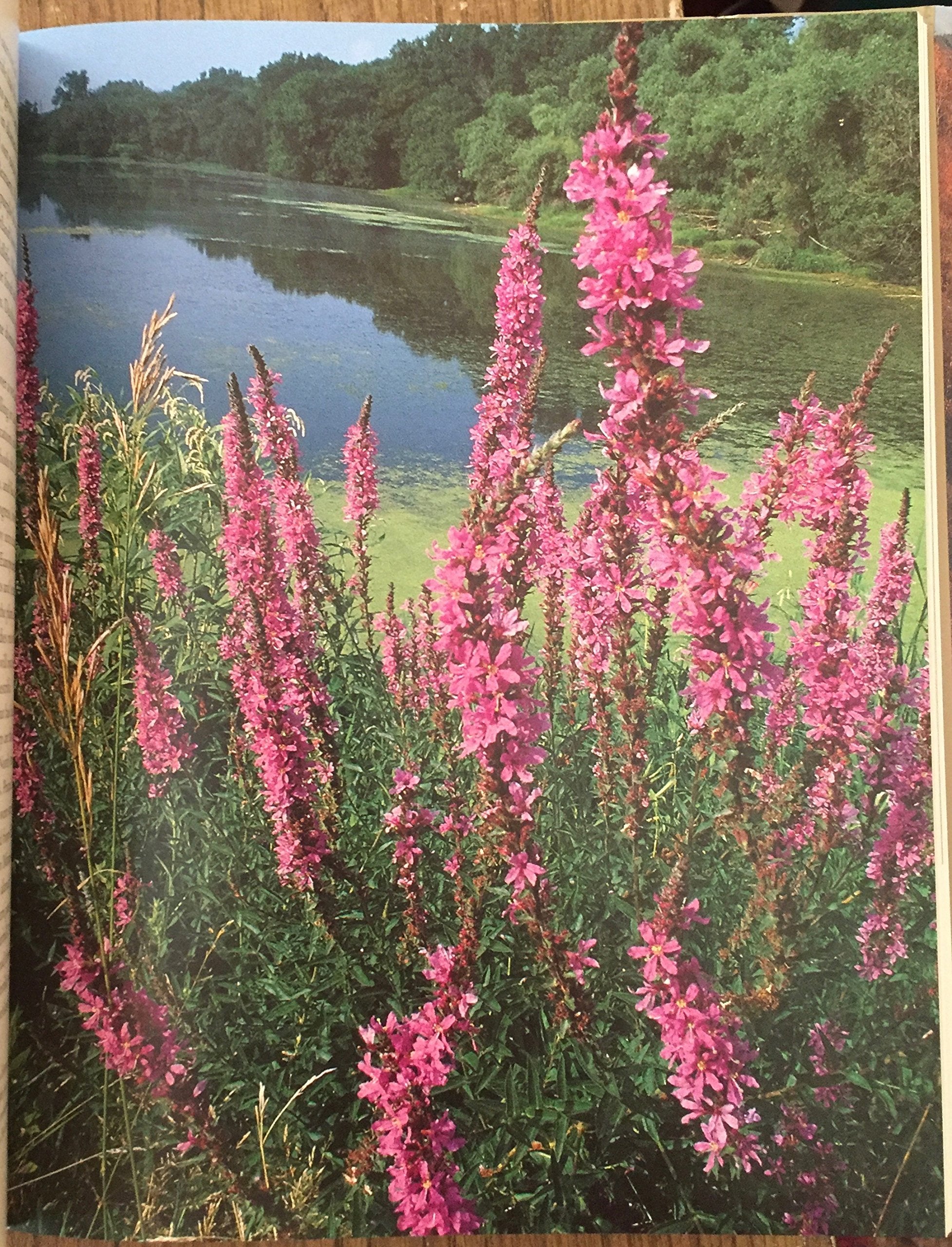 Minnesotas Natural Heritage: An Ecological Perspective,Used