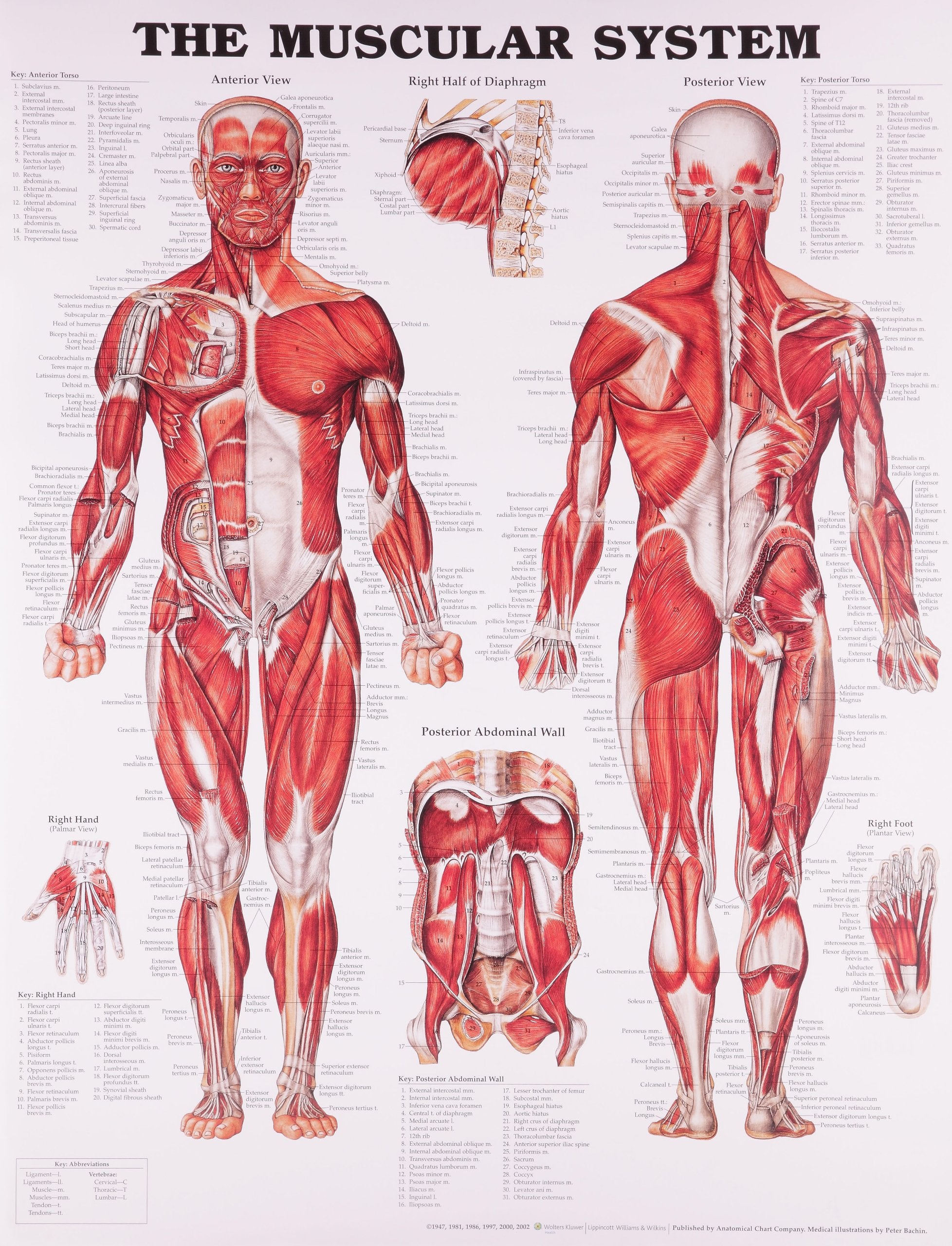 The Muscular System Anatomical Chart,New