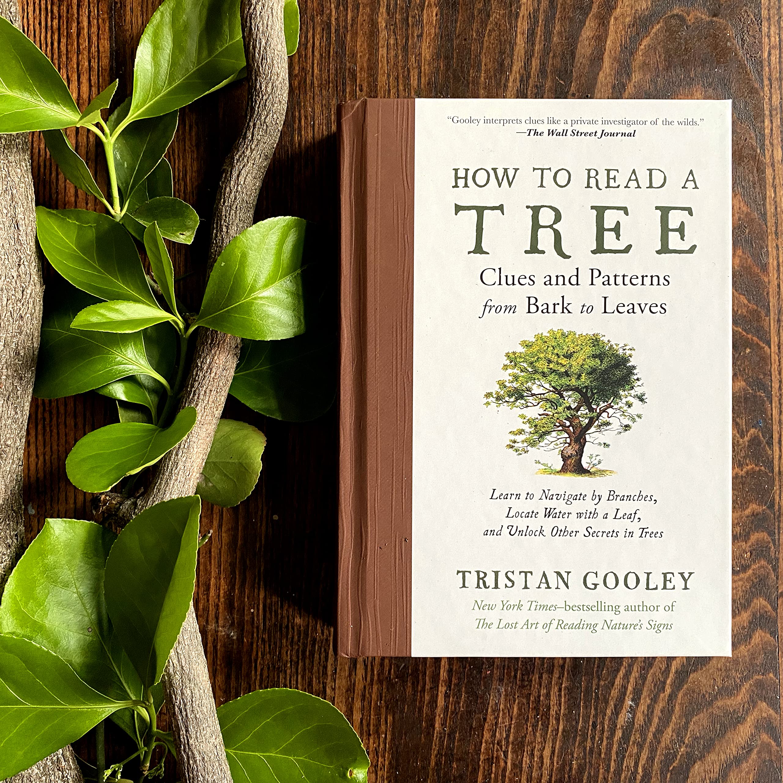 How To Read A Tree: Clues And Patterns From Bark To Leaves (Natural Navigation)