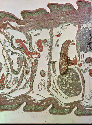 ATLAS INVERTEBRATE STRUCTURE,Used