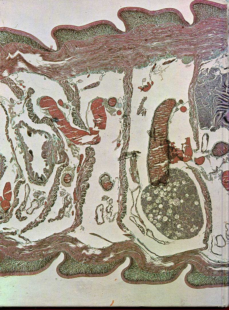 ATLAS INVERTEBRATE STRUCTURE,Used