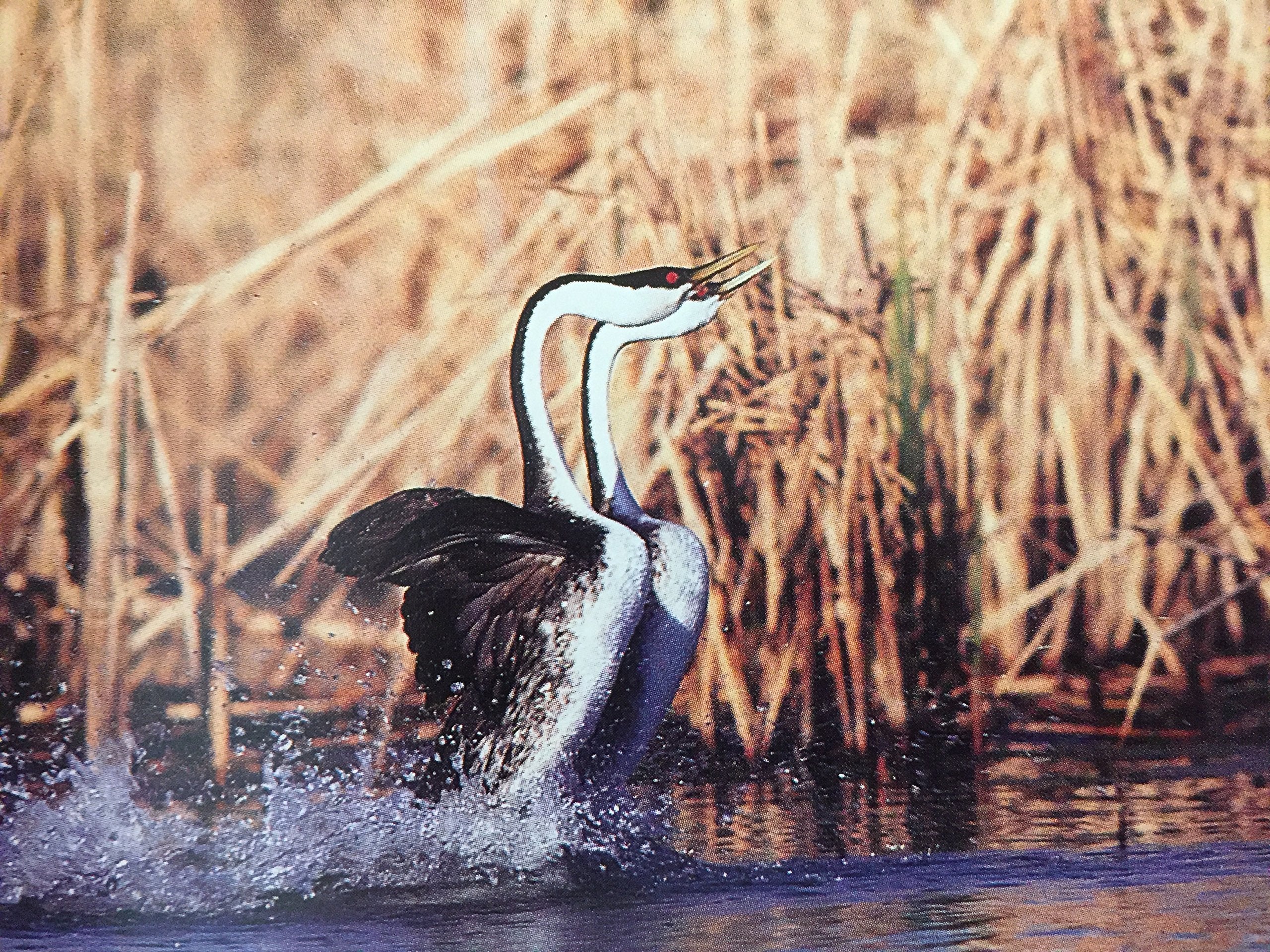 Minnesotas Natural Heritage: An Ecological Perspective,Used