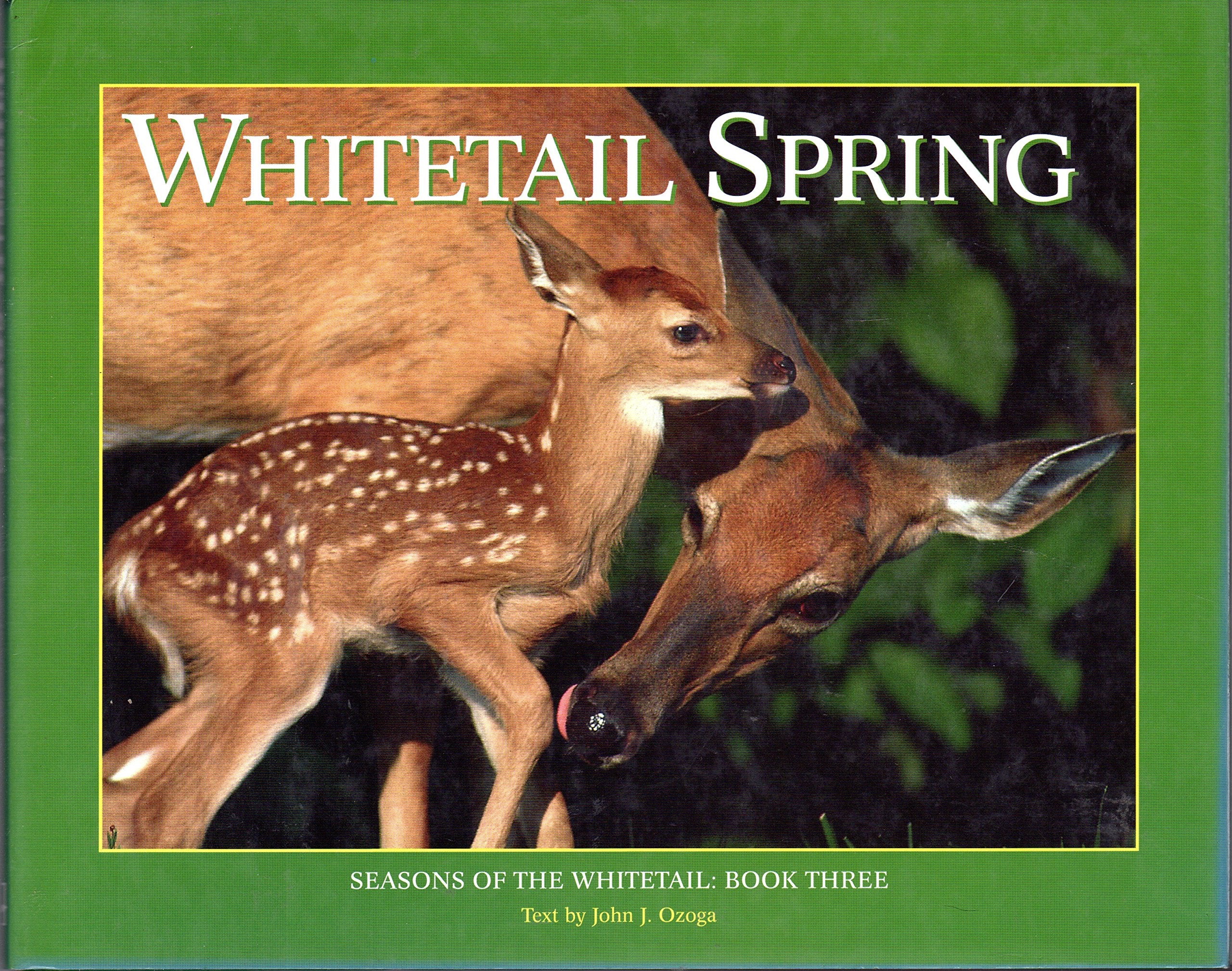 Whitetail Spring: Seasons of the Whitetail (Seasons of the Whitetail/John J. Ozoga, Bk 3),Used