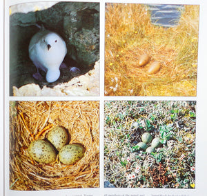 Eggs: Nature's Perfect Miracle of Packaging,Used