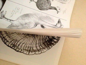 Drawing America s Wildlife: An Artist s Portfolio of North American Animals