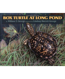 Box Turtle at Long Pond