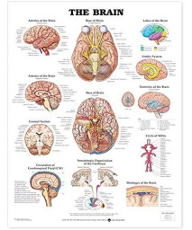 The Brain Anatomical Chart