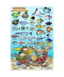 Bermuda Reef Creatures Guide Franko Maps Laminated Fish Card 4 X 6