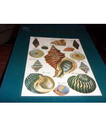 Shells - Classic Natural History Prints