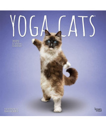 Yoga Cats OFFICIAL 2022 12 x 12 Inch Monthly Square Wall Calendar, Animals Humor Pets